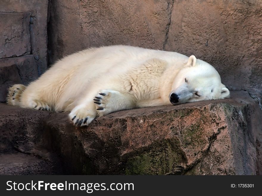 A Big Polar Bear napping at the zoo