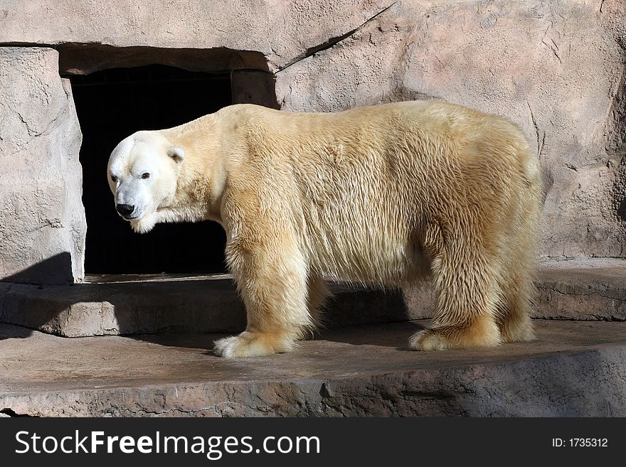 Polar Bear Walking