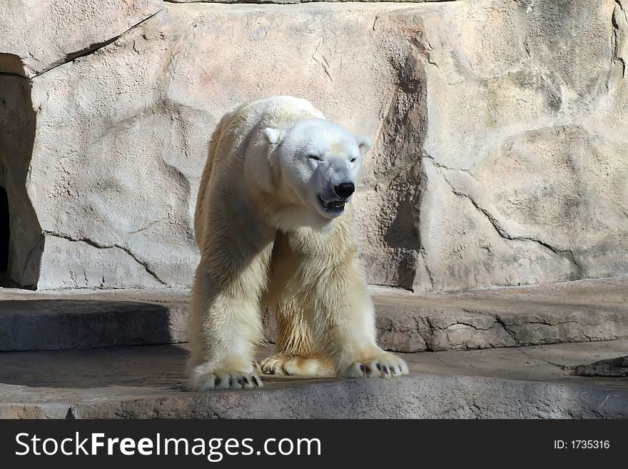 A Big Polar Bear walking in the zoo