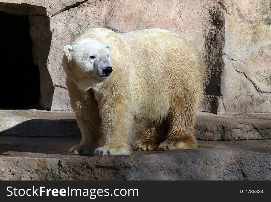 A Big Polar Bear walking in the zoo