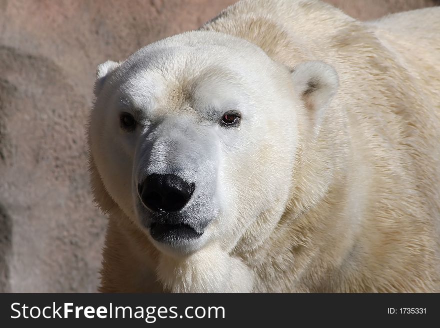 A Big Polar Bear up close