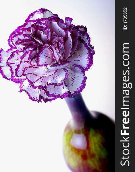 Purple Carnation