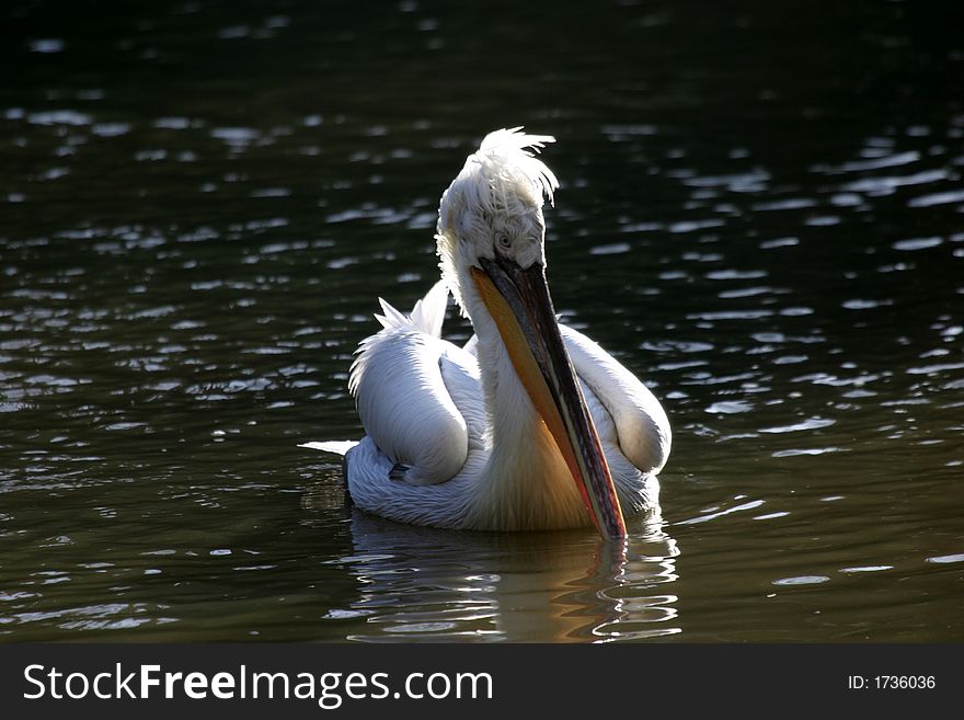 A pelican is any of several very large water birds with a distinctive pouch under the beak belonging to the bird family Pelecanidae. A pelican is any of several very large water birds with a distinctive pouch under the beak belonging to the bird family Pelecanidae.