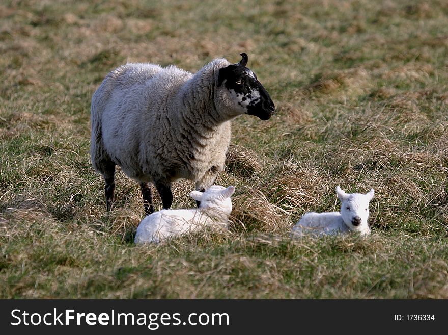Female sheep and young spring lambs. Female sheep and young spring lambs.