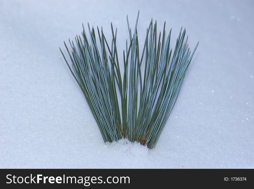 . New year. Christmas. A snow. Lays. Winter. Fluffy. Beautifully.. A plant. A still-life. Needles. Green. It is a lot of