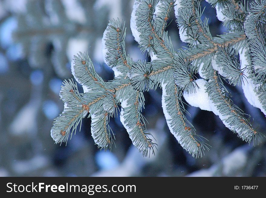 Branch. A fur-tree. New year. Christmas. A snow. Lays. Winter. Fluffy. Beautifully. Blue. Needles. Travel.