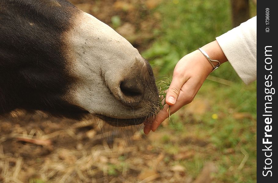 Close up of a girls hand feeding a donkey