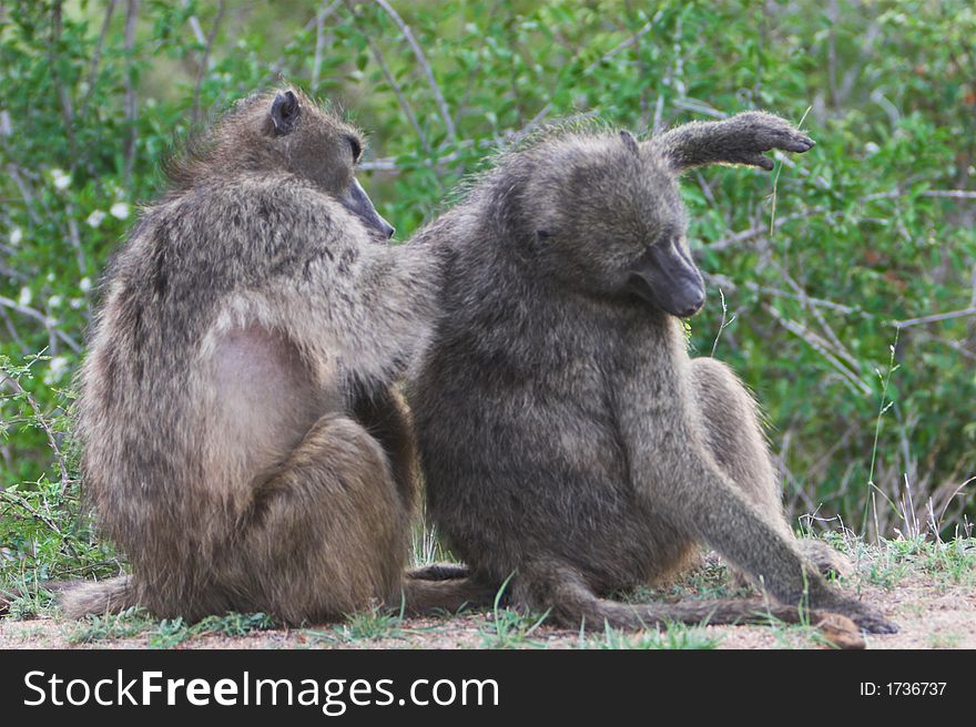 Baboons grooming each other, part of their social behavior. Baboons grooming each other, part of their social behavior