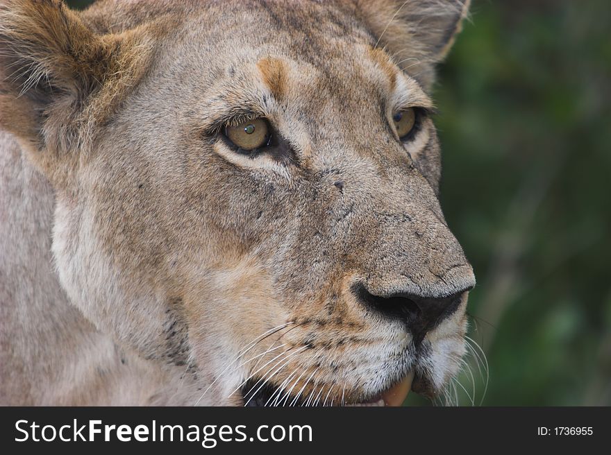 Close up of a wild lioness staring intendly