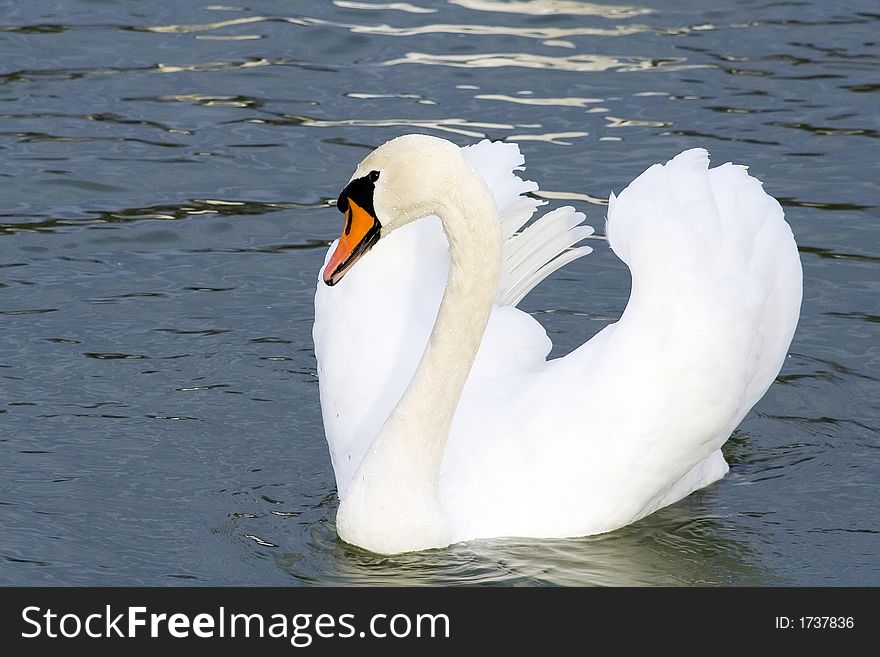 A swan on the lake. A swan on the lake