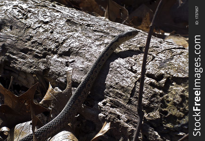 Garter snake on log