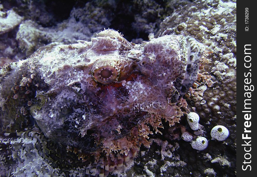 Underwater closeup picture of scorpionfish (Scorpaenidae) in natural ligh. Underwater closeup picture of scorpionfish (Scorpaenidae) in natural ligh