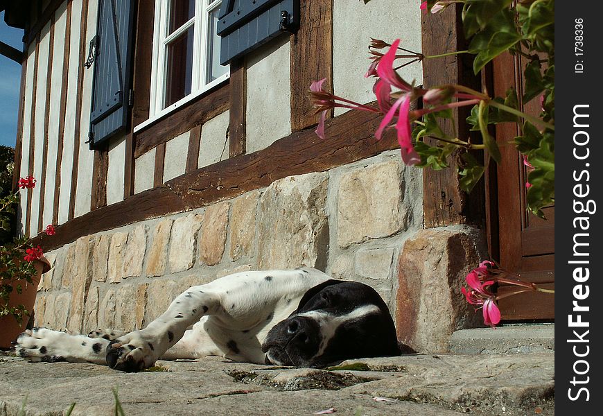 The dog is a braque d'auvergne, the house is build in traditional normandy style. The dog is a braque d'auvergne, the house is build in traditional normandy style