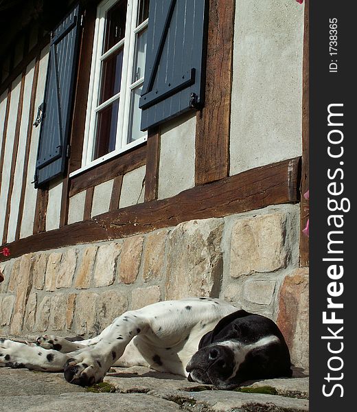 The dog is a braque d'auvergne, the house is build in traditional normandy style. The dog is a braque d'auvergne, the house is build in traditional normandy style