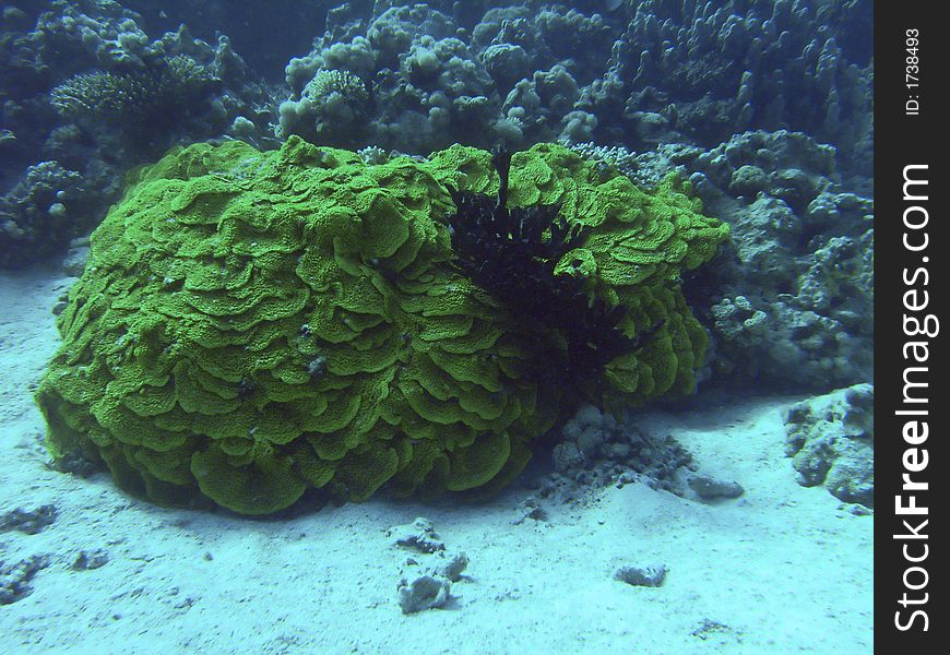 Big green coral and black coral tree. Big green coral and black coral tree