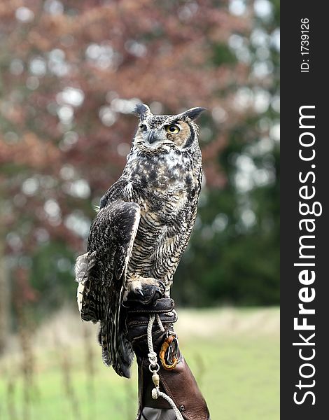 Great Horned owls vary in color from a reddish brown to a grey or black & white with light grey bellies. Owl's eyes are large and have yellow-orange colors.