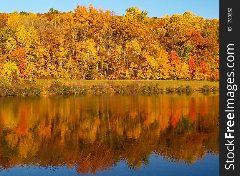 Trees changing colors in a park