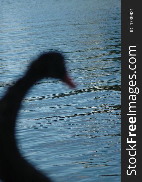 Silhoutte of a curious geese