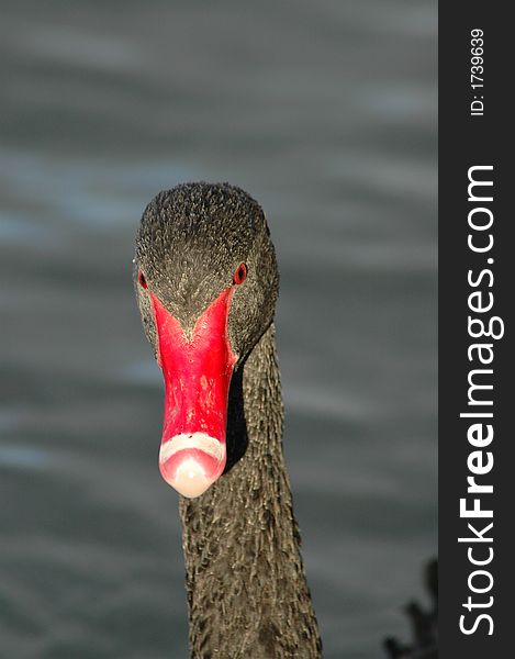 Expressive red beak with articulated white stripe. Expressive red beak with articulated white stripe