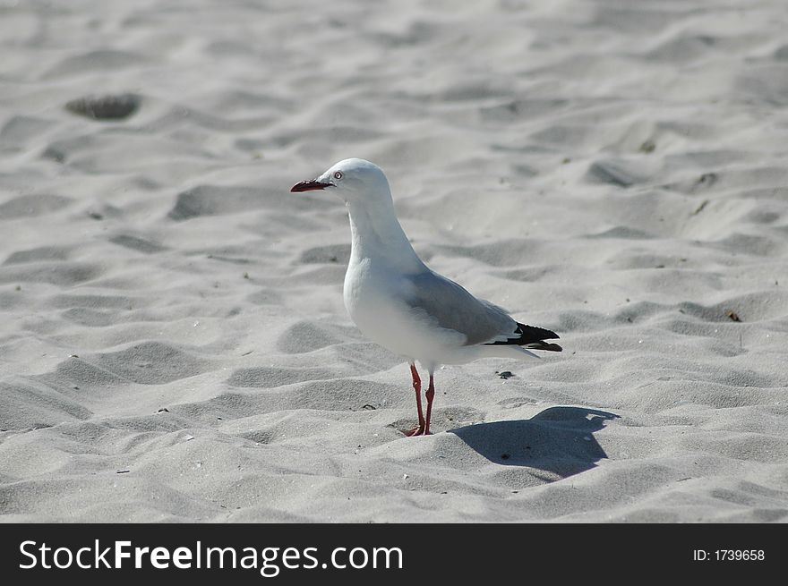 Lonesome seagull contemplating flight path