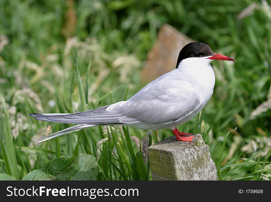 Arctic Tern (sterna Paradisea)
