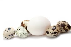 Chicken And Quail Eggs Stock Images Chicken And Quail Eggs Stock Images