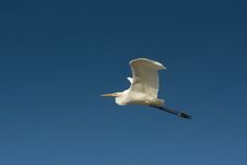 Great Egret In Flight / Ardea Alba Stock Photography
