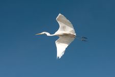 Great Egret In Flight / Ardea Alba Stock Photo