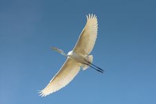 Great Egret In Flight / Ardea Alba Stock Photo Great Egret In Flight / Ardea Alba Stock Photo