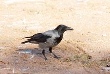 Hooded Crow ( Corvus Corone Cornix ) Royalty Free Stock Photos Hooded Crow ( Corvus Corone Cornix ) Royalty Free Stock Photos