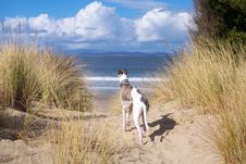 Whippet Looking Out To Sea Stock Photography Whippet Looking Out To Sea Stock Photography