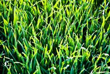 Grass In The Morning With Dew Royalty Free Stock Images Grass In The Morning With Dew Royalty Free Stock Images