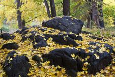 Autumn Leaves Royalty Free Stock Image Autumn Leaves Royalty Free Stock Image