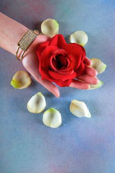 Woman Hand Holding Rose Royalty Free Stock Photography Woman Hand Holding Rose Royalty Free Stock Photography