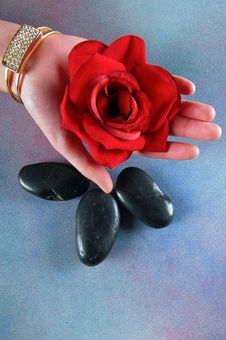 Woman Hand Holding Roses Royalty Free Stock Photos Woman Hand Holding Roses Royalty Free Stock Photos