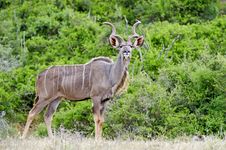 Kudu Focus Stock Photo