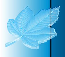 Maple Leaf 8 Stock Photography Maple Leaf 8 Stock Photography