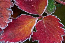 First Frost, Red Strawberry Leaves Royalty Free Stock Images