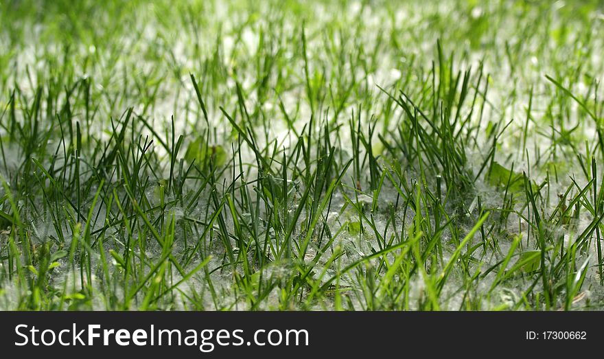 Spring and allergy-background of green grass in the poplar fluff