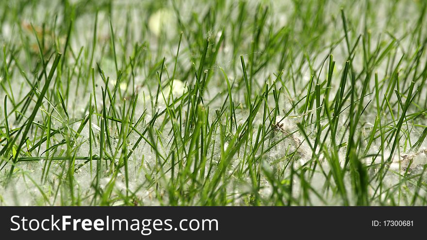 Spring and allergy-background of green grass in the poplar fluff