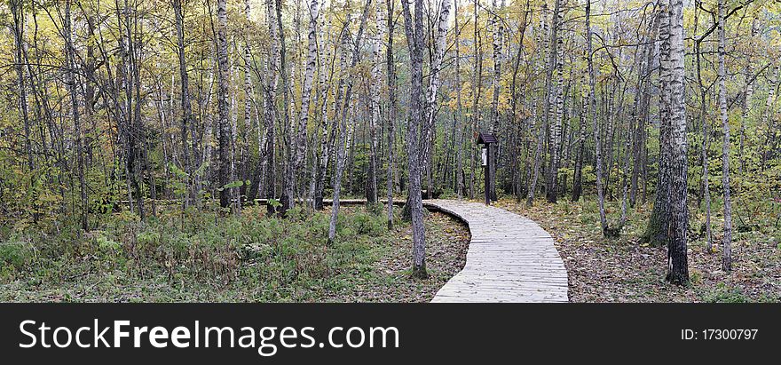 Panorama in autumn forest.Wooden foodpath. Panorama in autumn forest.Wooden foodpath