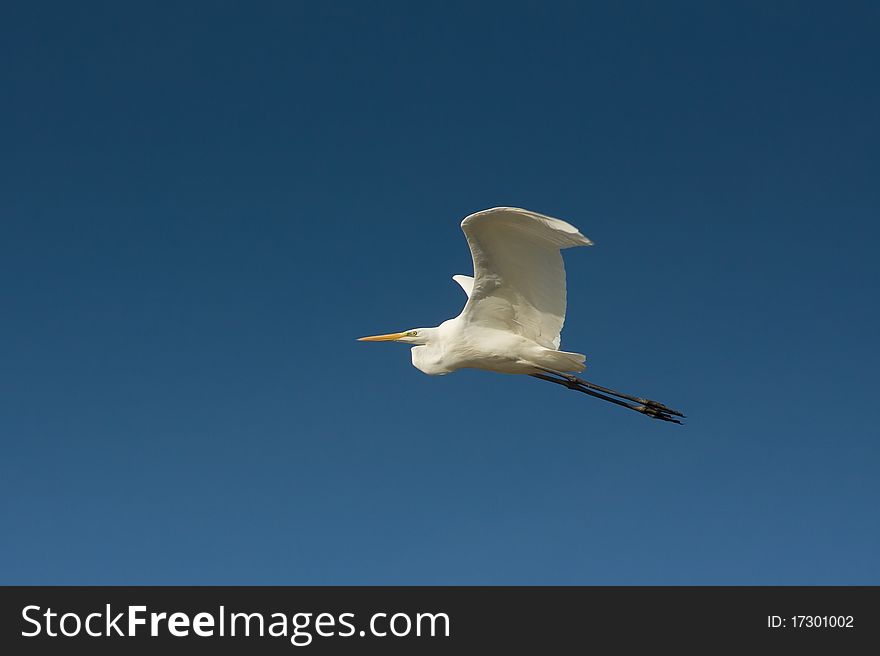 Great Egret in flight against the blue sky / Ardea alba. Great Egret in flight against the blue sky / Ardea alba