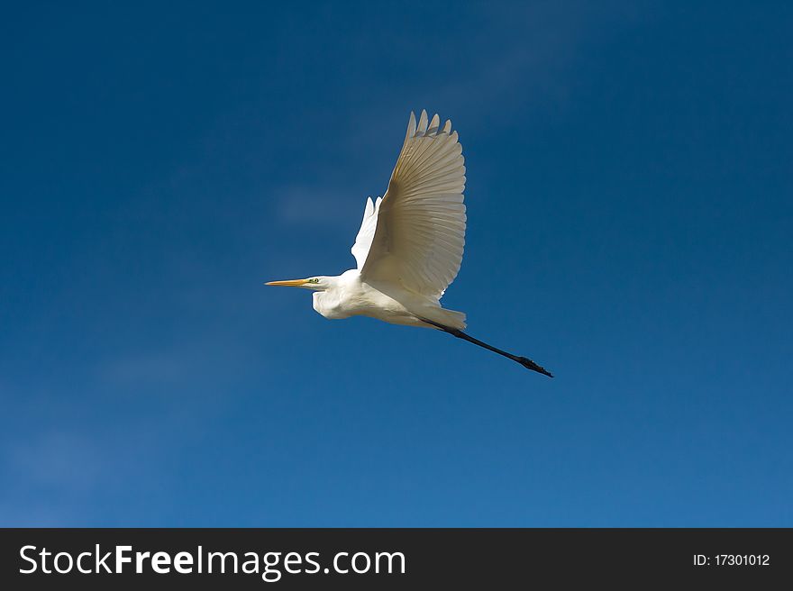 Great Egret in flight / Ardea alba
