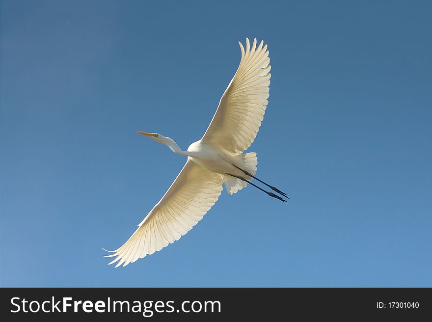 Great Egret In Flight / Ardea Alba