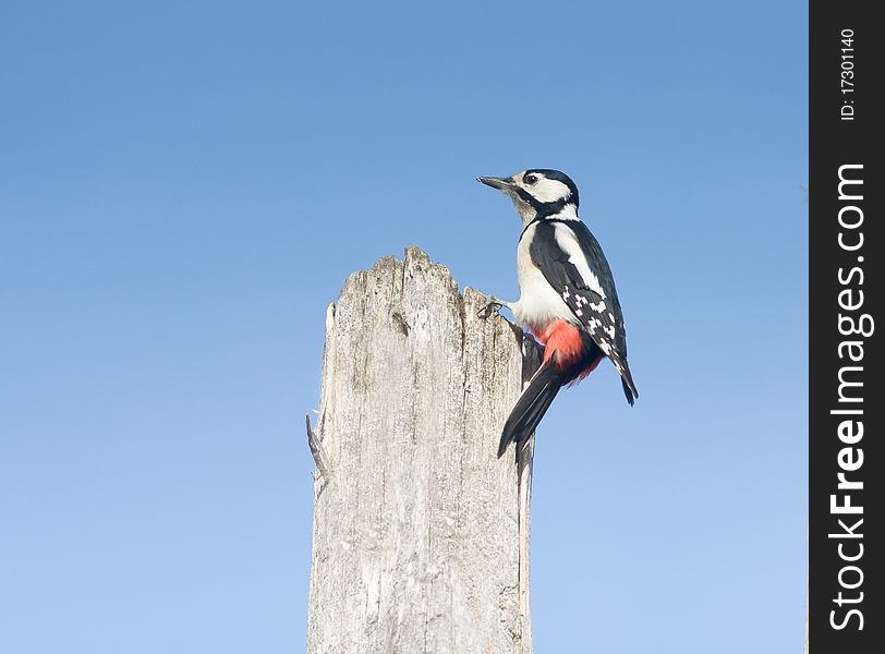 Great spotted woodpecker, female / Dendrocopos maj