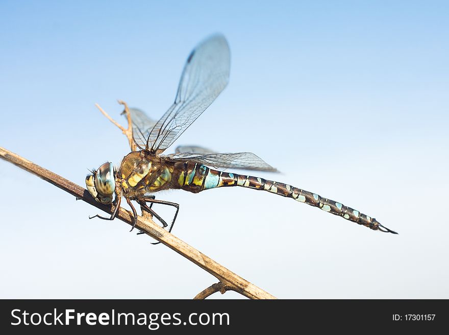 Migrant hawker resting on the branch, male / Aeshna mixta. Migrant hawker resting on the branch, male / Aeshna mixta