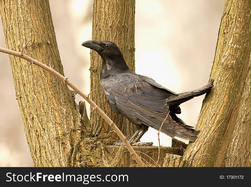 Raven resting on the branch - Corvus corax. Raven resting on the branch - Corvus corax