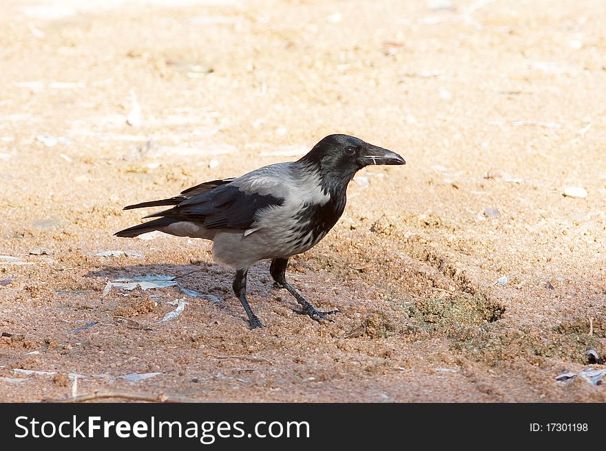 Hooded crow on the ground ( Corvus corone cornix ). Hooded crow on the ground ( Corvus corone cornix )