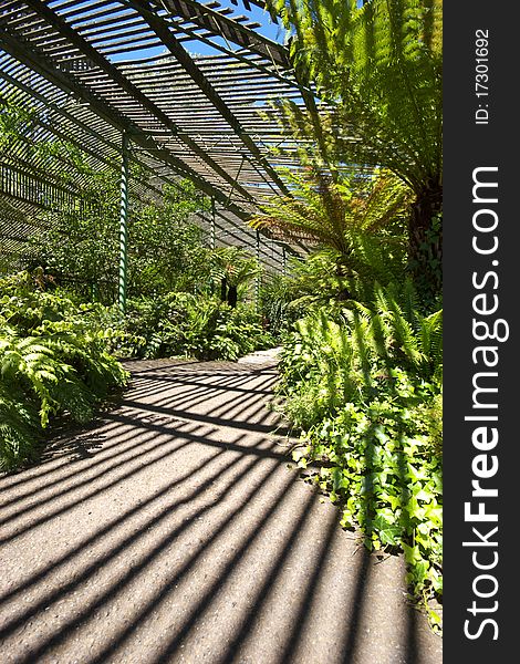 Shadow lines creating patterns in fernery. Shadow lines creating patterns in fernery.