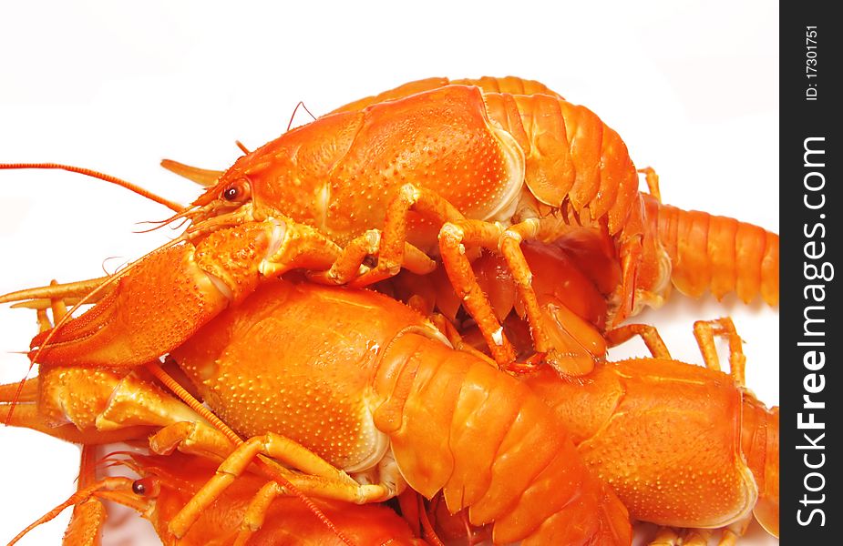 Red boiled cooked river lobster isolated on white background. Red boiled cooked river lobster isolated on white background